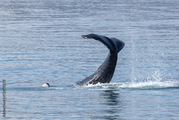 Obraz Humpback whale (Megaptera novaeangliae) tail slapping creating water droplets in North Iceland
