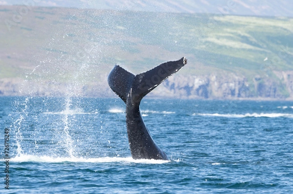 Obraz Humpback whale (Megaptera novaeangliae) tail slapping or lobtailing in North Iceland