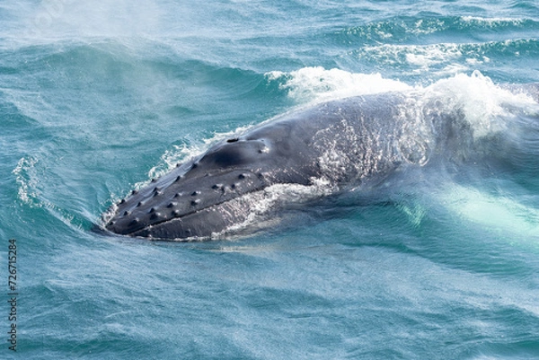 Obraz Aerial view of a Humpback whale at the surface in north Iceland in a sunny summer day