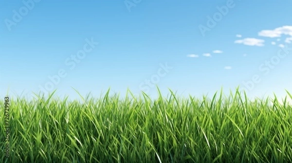 Obraz grass and clear sky