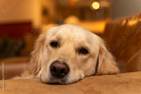 Fototapeta Golden retriever resting on couch indoors