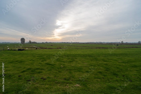 Fototapeta Sheep grazing on a grass field in De Ronde Venen, the Netherlands