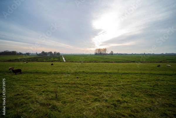 Fototapeta Sheep grazing on a grass field in De Ronde Venen, the Netherlands