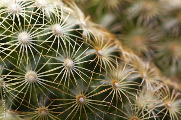 Fototapeta Cactus macro background
