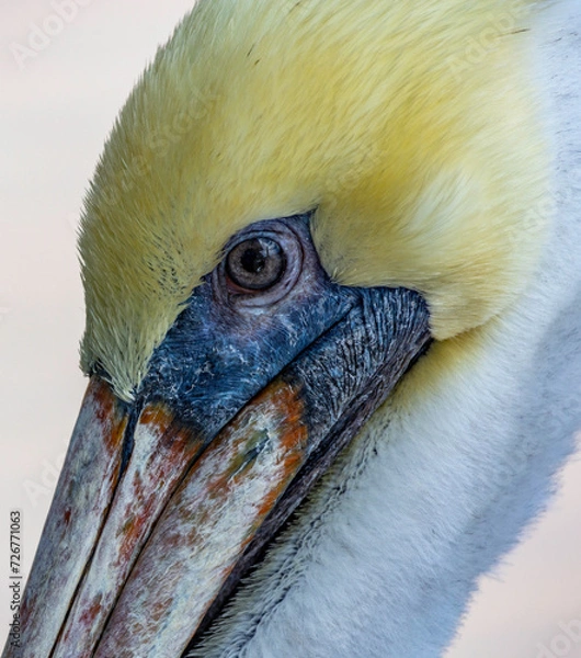 Fototapeta Pelican close up