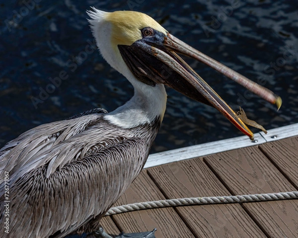 Fototapeta Pelican catching a shrimp
