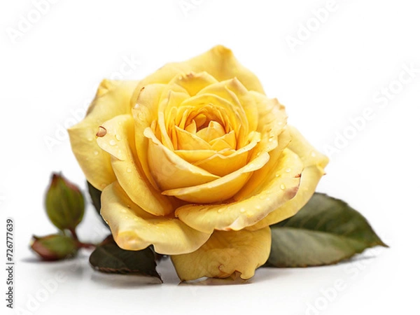 Fototapeta Yellow rose isolated on white background