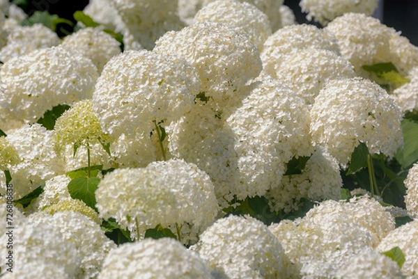 Fototapeta Selective focus bushes of Hydrangea Arborescens flower in the garden, White hortensia or Smooth hydrangea is a species of flowering plant in the family Hydrangeaceae, Natural floral pattern background