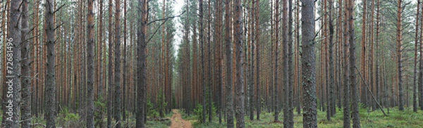Fototapeta autumn landscape in the spruce forest