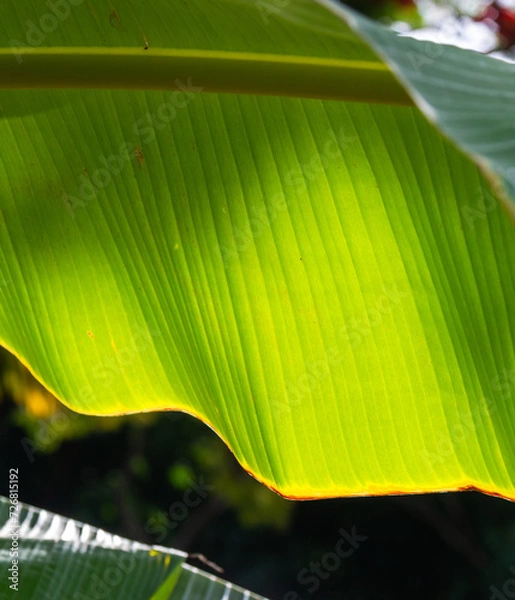 Obraz leaf in the sun, close up