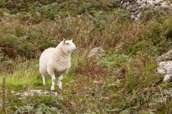 Fototapeta Scotland sheep pasturing in a meadow