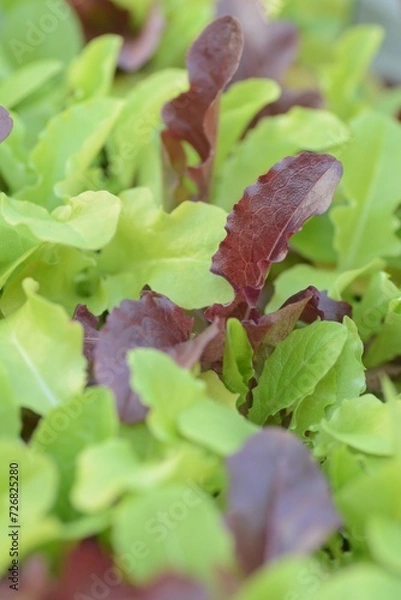 Obraz レタスのベビーリーフ