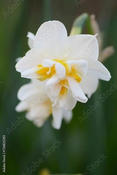 Obraz 水仙のアップ