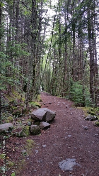 Fototapeta An unpaved footpath in a forest, surrounded by tall trees.