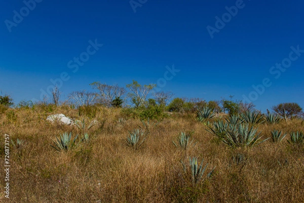 Obraz Agave plantation 