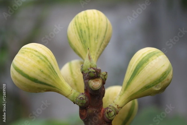 Fototapeta CDDR Fig Tree, Striped Tiger Fig, Ficus carica ornamental quality deciduous tree with yellow fruit striped with green, consumed fresh or dried.