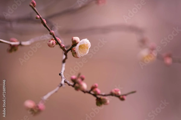 Fototapeta 兵庫県神戸市の岡本梅林公園の梅の花。