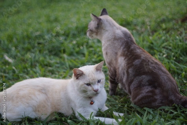 Obraz cat on the grass