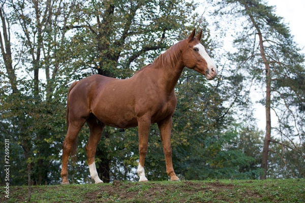 Obraz Cavallo al Paddock 4