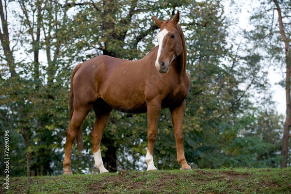 Obraz Cavallo al Paddock 3