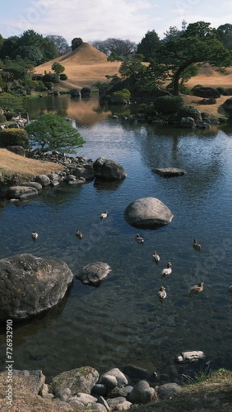 Fototapeta traditional japanese garden with ducks in the lake