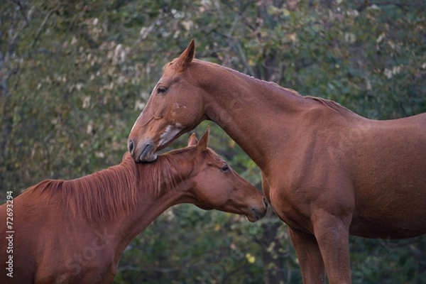 Obraz Cavalli innamorati 10