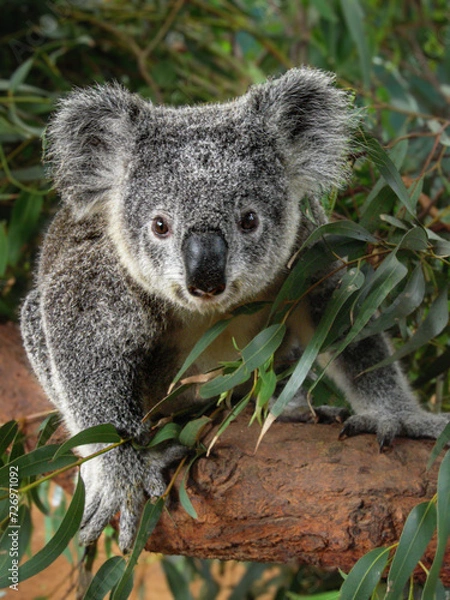 Obraz koala in a tree