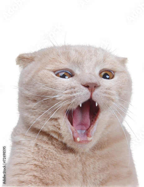 Obraz British cat isolated on white