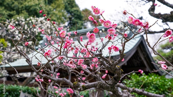 Fototapeta 梅の季節　布多天神社（東京都調布市）