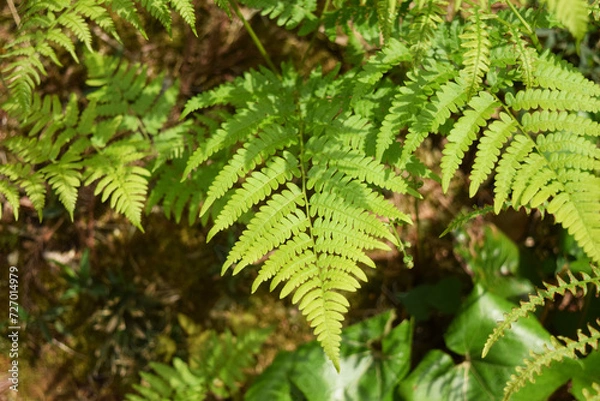 Obraz シダ植物の葉