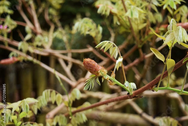 Obraz 藤の花のつぼみ wisteria flower bud