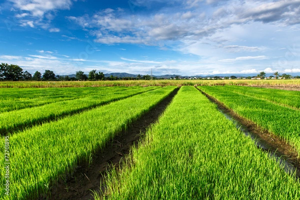 Obraz Rice field under cloudy sky