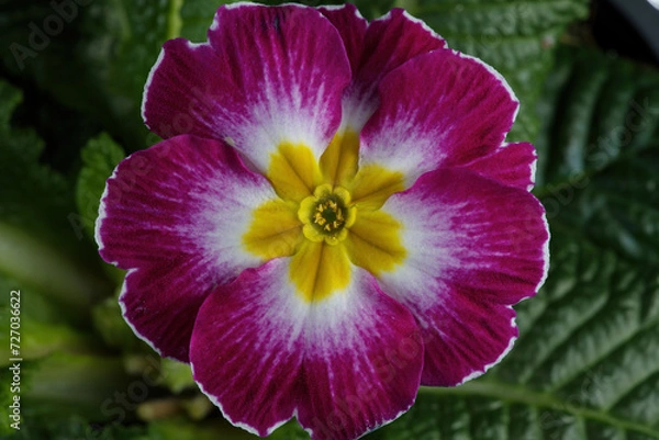 Obraz Primrose or Primola,  pink