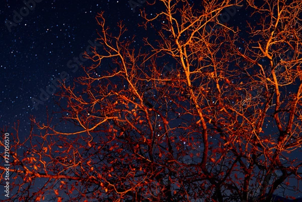 Fototapeta The night sky in the garden.