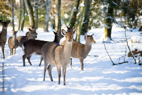 Obraz Sika deer herd in winter forest