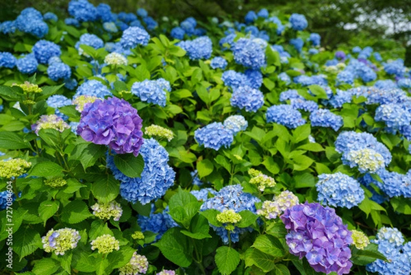 Fototapeta 青い紫陽花