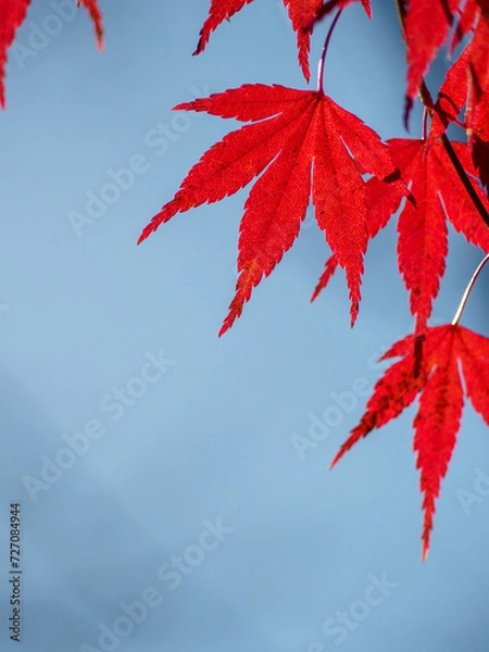 Fototapeta 真っ赤に染まったモミジ