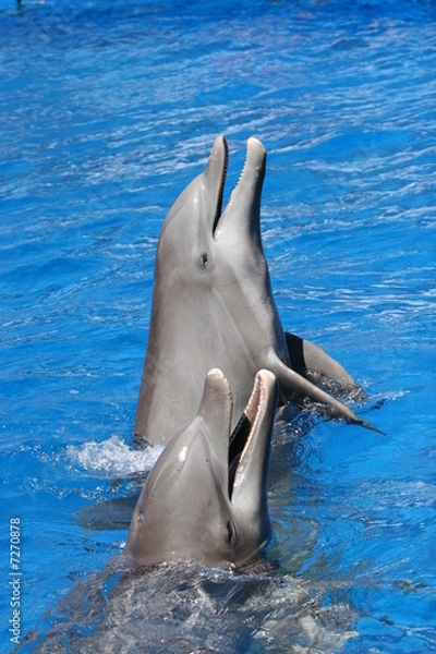 Fototapeta hungry fish