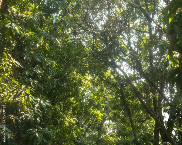 Fototapeta Nature green tree dreamy backgound greenery environment wallpaper concept