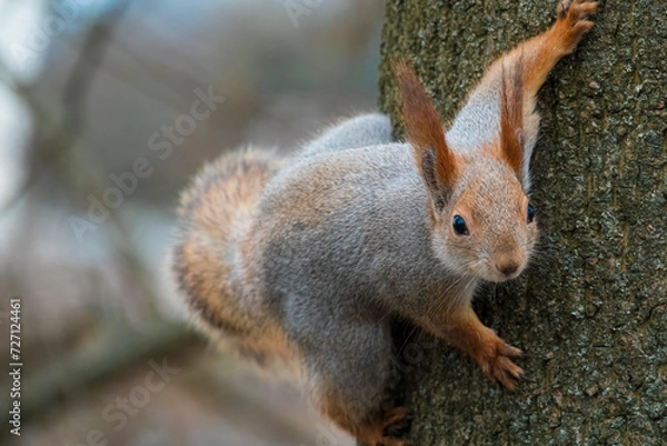 Obraz Curious red squirrel climbing on the tree
