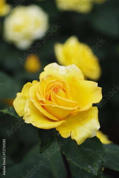 Fototapeta 庭園に咲く黄色いバラ