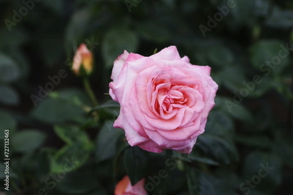 Fototapeta ピンクのバラ