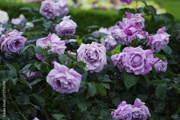 Fototapeta 紫色のバラ