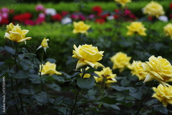 Fototapeta 庭園に咲く黄色いバラ