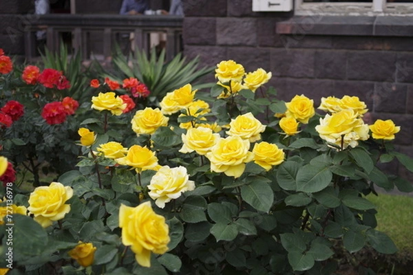 Fototapeta 庭園に咲く黄色いバラ