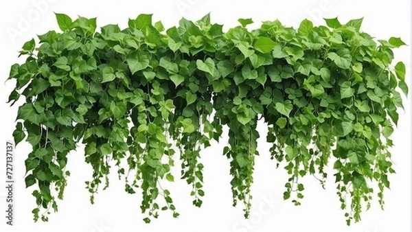 Obraz green leaves on white background