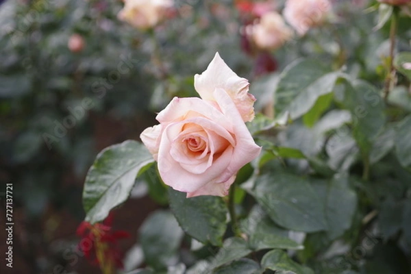 Fototapeta ピンクのバラ