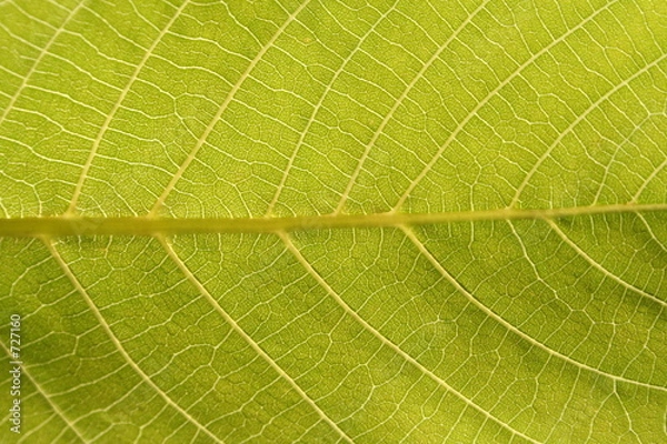Obraz leaf