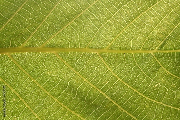 Obraz leaf