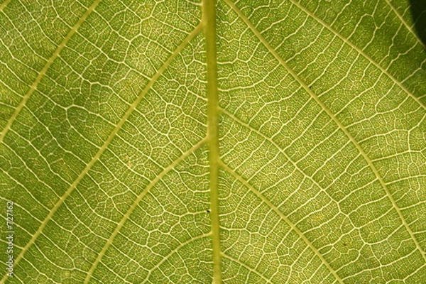 Obraz leaf